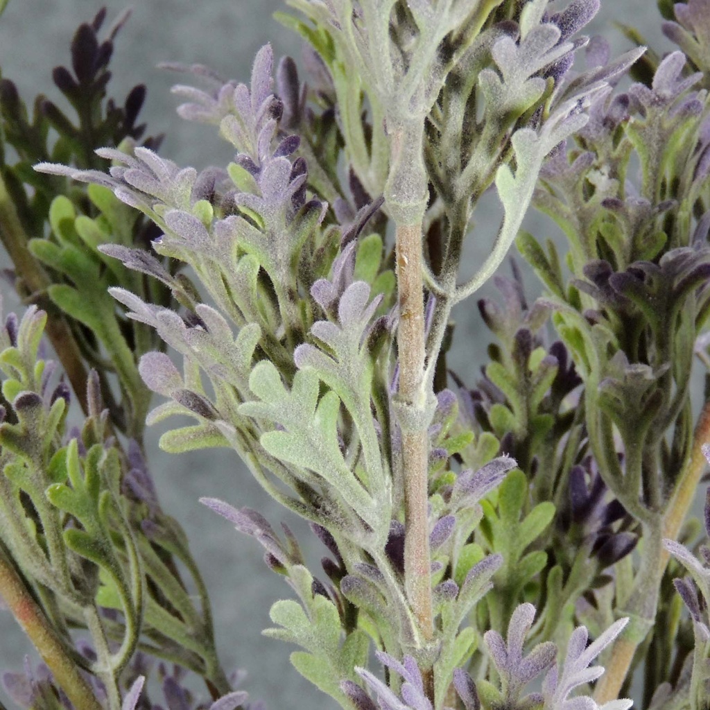 DUSTY MILLER BUSH X7    16"  LAVENDER