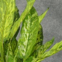 AGLAONEMA BUSHx5 REAL TOUCH 18"