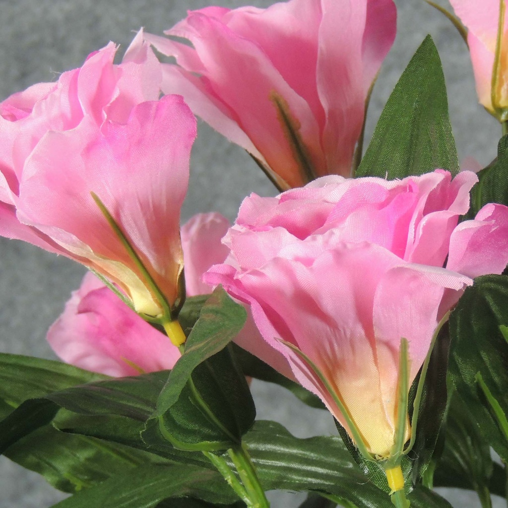 LISIANTHUS BUSH X9   PINK