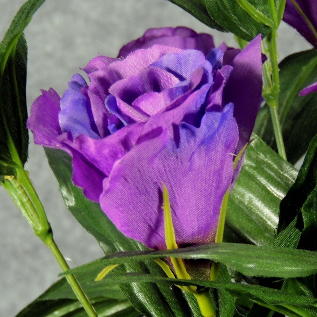 LISIANTHUS BUSH X9   PURPLE