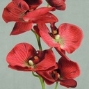 PHALAENOPSIS X9 32"    RED