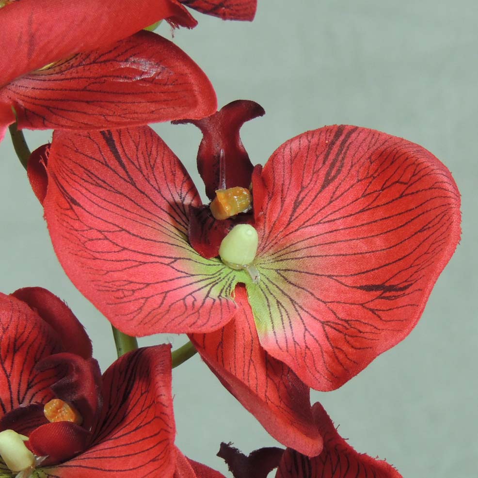 PHALAENOPSIS X9 32"    RED