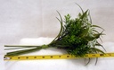 12" EUPHORBIA MIXED GRASS BUNDLE