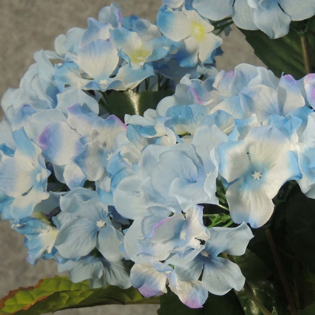 HYDRANGEA BUSH X5  BLUE