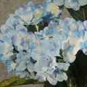 HYDRANGEA BUSH X5  BLUE