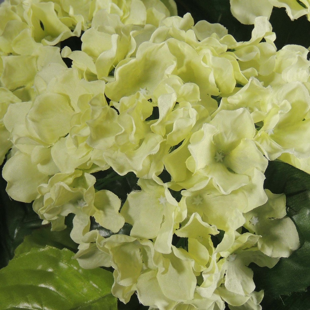 HYDRANGEA BUSH X5  LT. GREEN