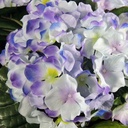 HYDRANGEA BUSH X5 LAV/PUR/BLUE
