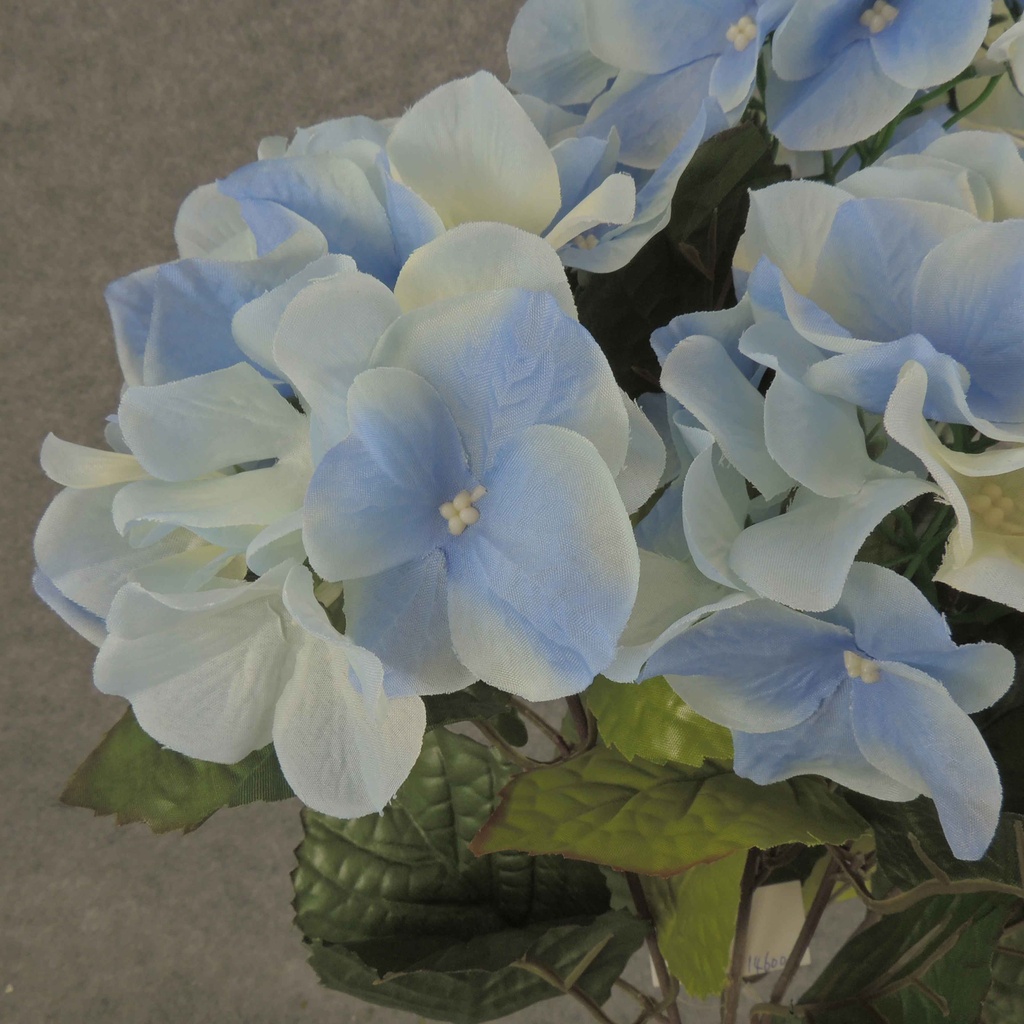 HYDRANGEA BUSH X5    BLUE
