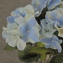 HYDRANGEA BUSH X5    BLUE