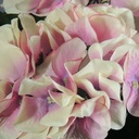 HYDRANGEA BUSH X5  CREAM/PINK