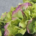 HYDRANGEA BUSH X5 GREEN/LAVENDR