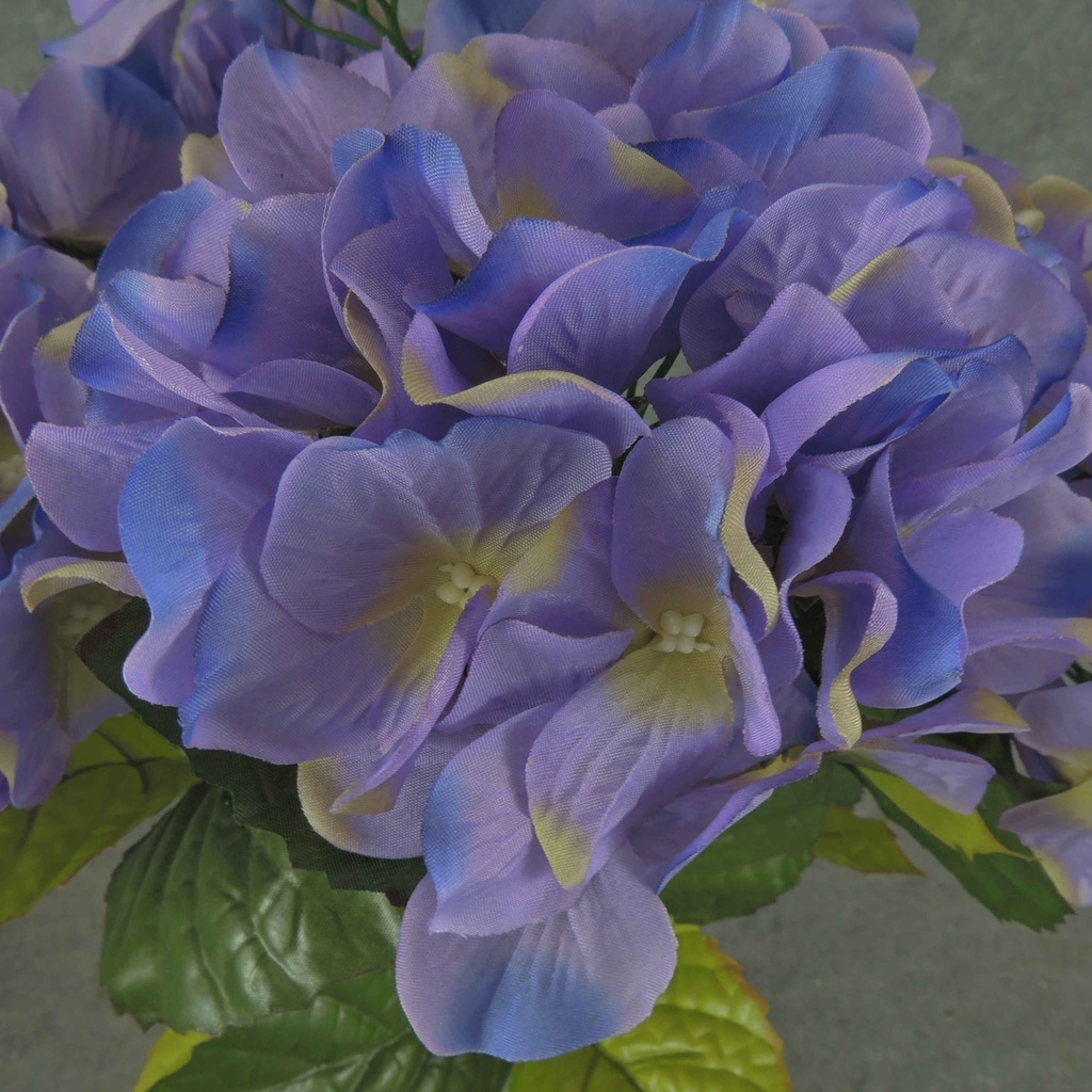 HYDRANGEA BUSH X5 LAVENDER/BLUE