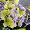 HYDRANGEA BUSH X5 PURPLE/GREEN