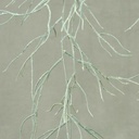 RHIPSALIS SPRAY X2 42" WHITE