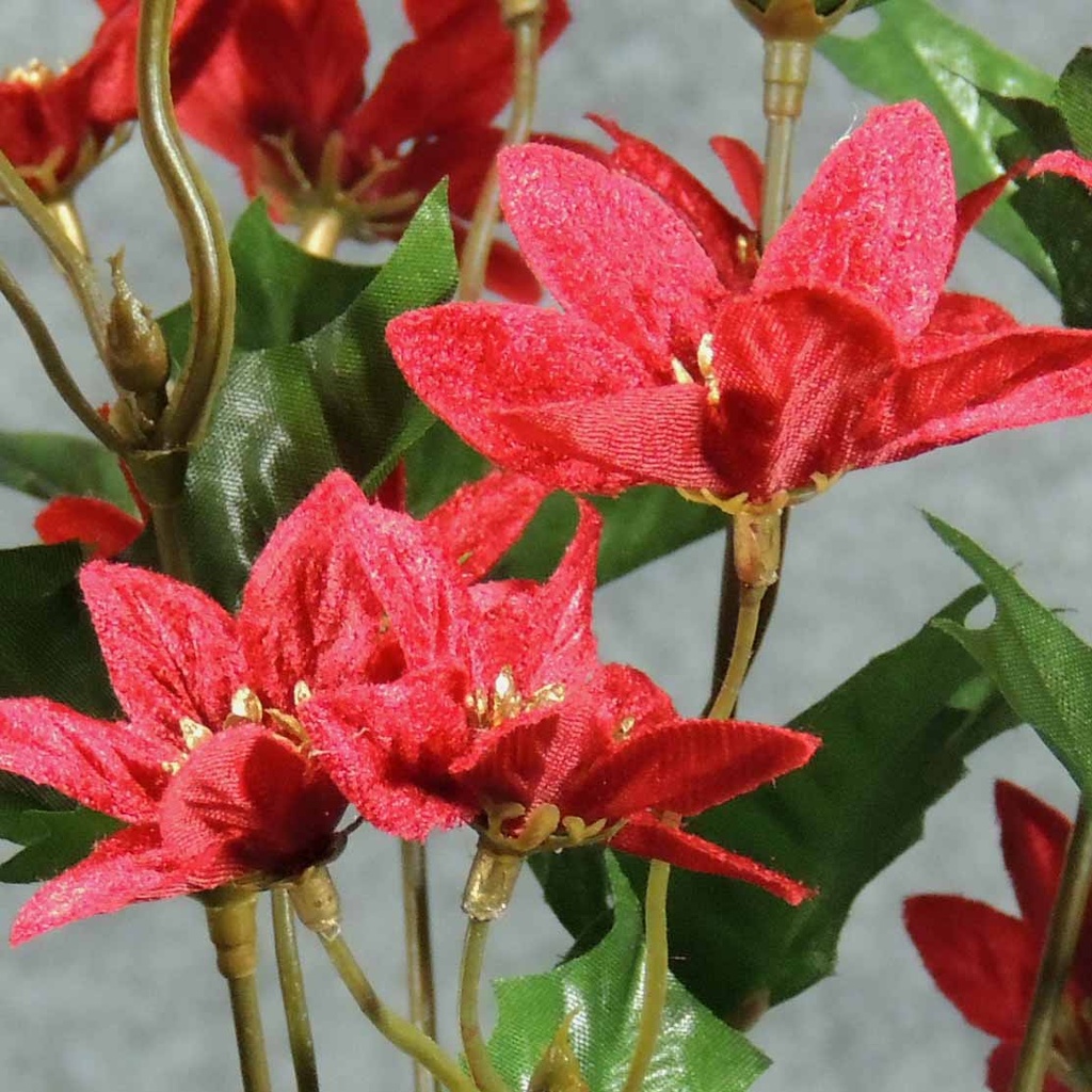 POINSETTIA MINI BUSH X10  RED