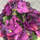 HYDRANGEA BUSH X5    PURPLE