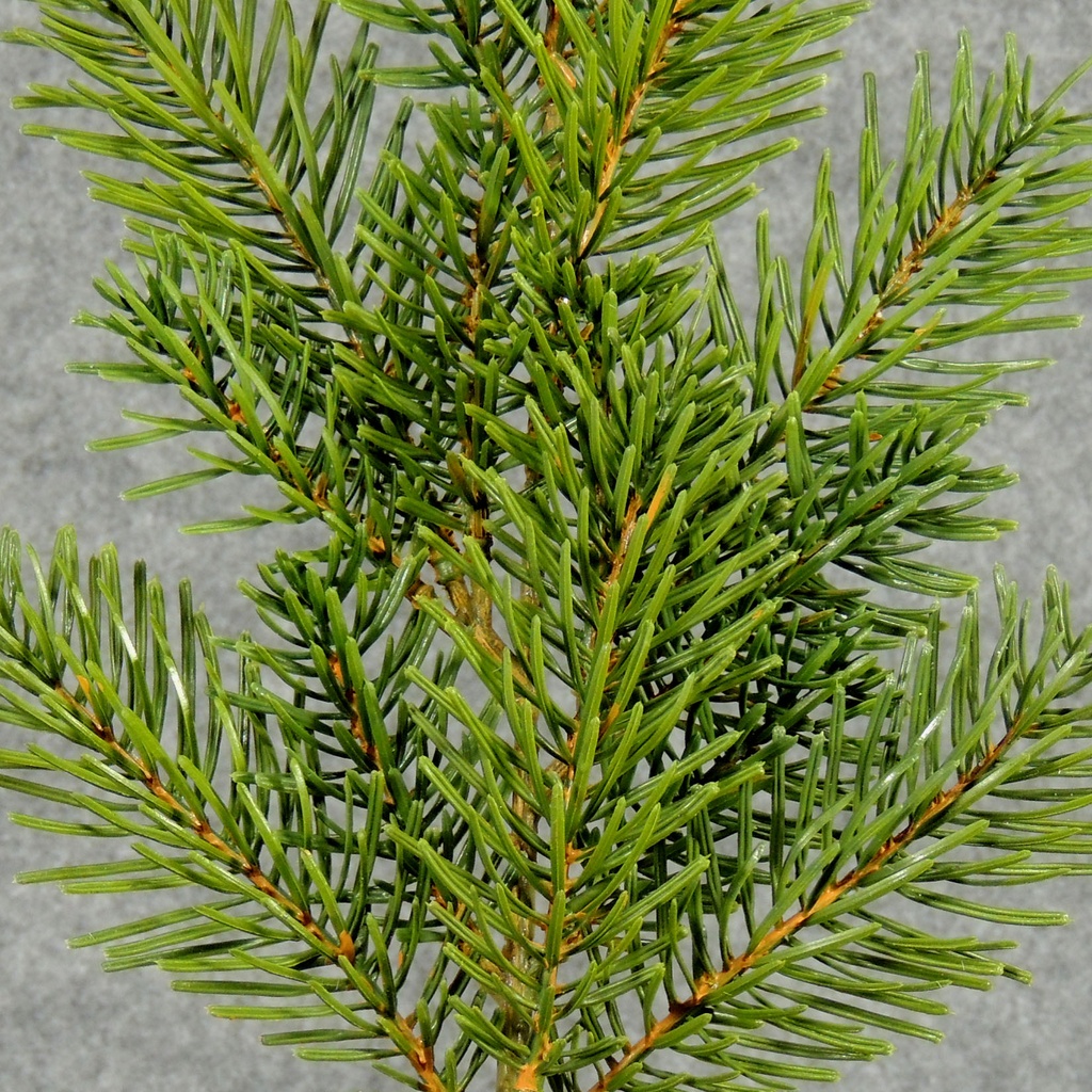 PINE SPRAY 20"