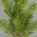 PINE SPRAY 20"