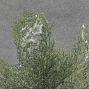 CYPRESS PICK BUNDLE 13" w/SNOW (3/BUNDLE)