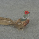 12&quot; SITTING PHEASANT WITH FEATHERS