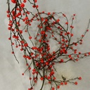 GARLAND BERRY 6' RED    O.D.  RED