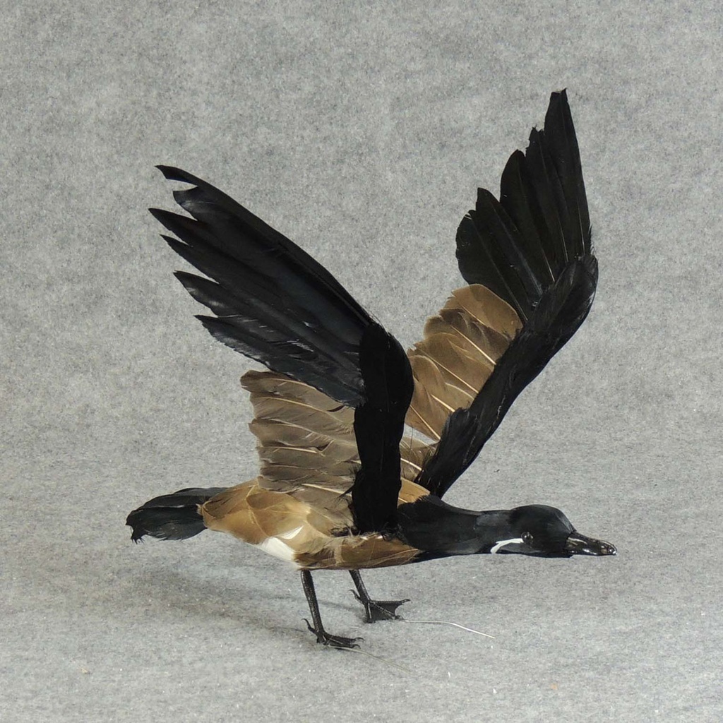 12&quot; X 22&quot; FLYING CANADIAN GOOSE  (INDIVIDUAL)