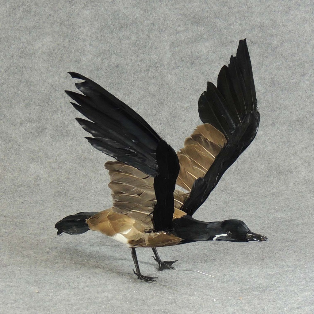 12" X 22" FLYING CANADIAN GOOSE  (INDIVIDUAL)