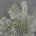 HEMLOCK BUSH X5  12&quot; FLOCKED