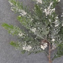 HEMLOCK PINE SPRAY W/CONE 20" FROST & ICE