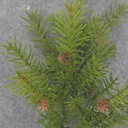 HEMLOCK SPRAY X11 17" W/CONES