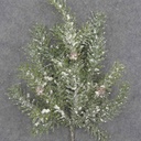 HEMLOCK SPRAY X7 15" W/ICE