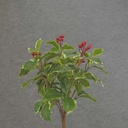 HOLLY (REAL TOUCH) BUSH X7