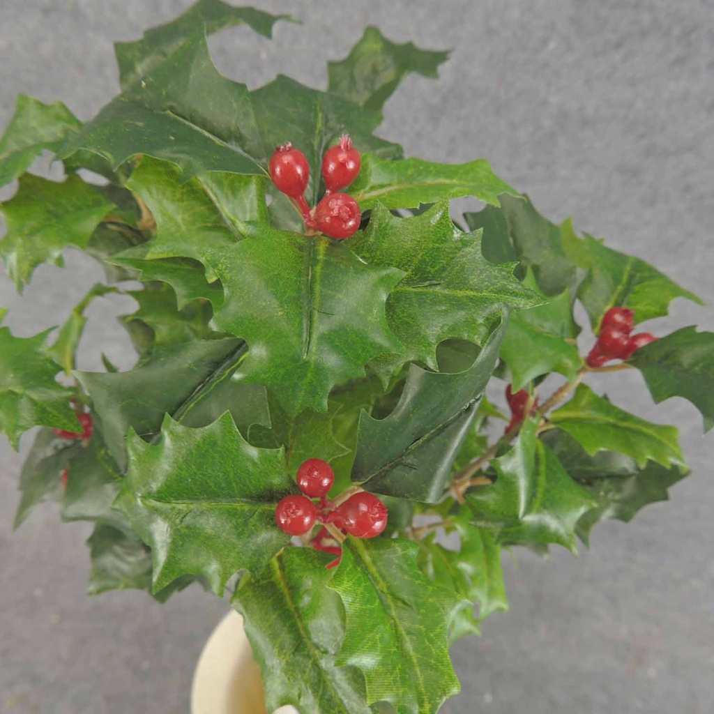 HOLLY BUSH 105 LVS OD BERRIES  GREEN