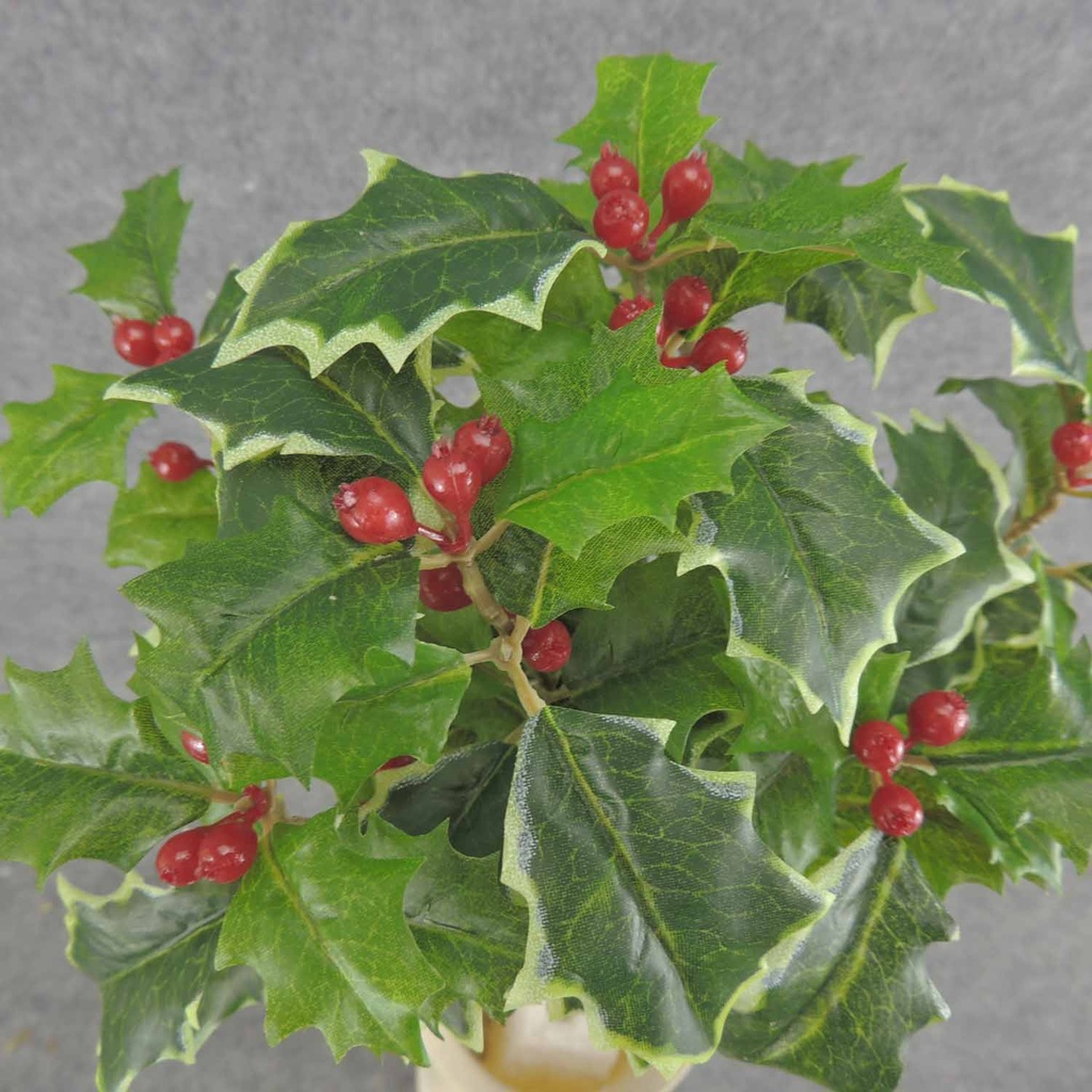 HOLLY BUSH 105 LVS OD BERRIES  GREEN VARIGATED