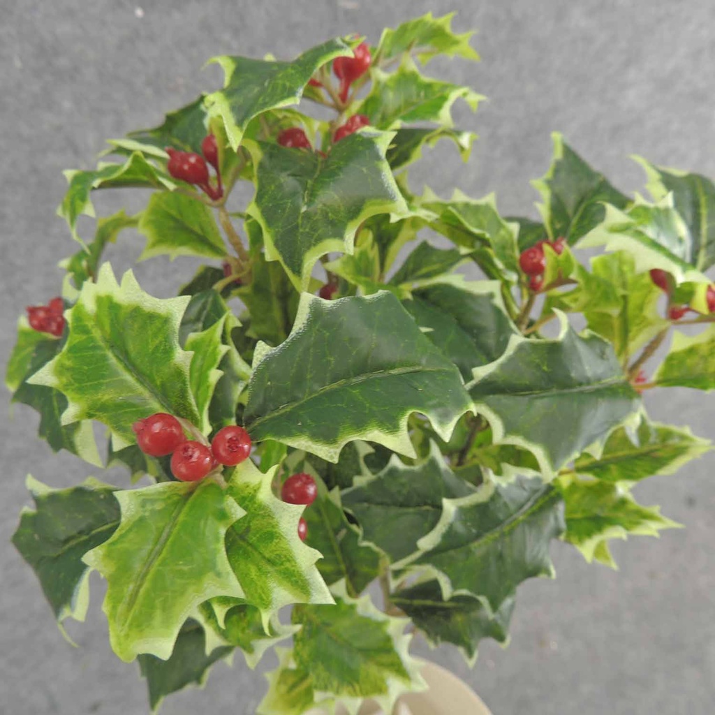 HOLLY BUSH 105 LVS OD BERRIES VARIGATED