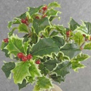 HOLLY BUSH 105 LVS OD BERRIES VARIGATED
