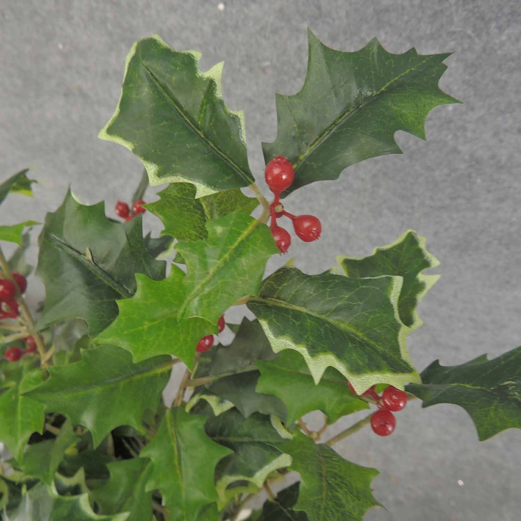 HOLLY BUSH 160 LVS OD BERRIES  GREEN VARIGATED