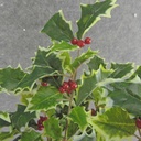 HOLLY BUSH 160 LVS OD BERRIES  VARIGATED