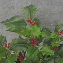 HOLLY BUSH 267 LVS OD BERRIES