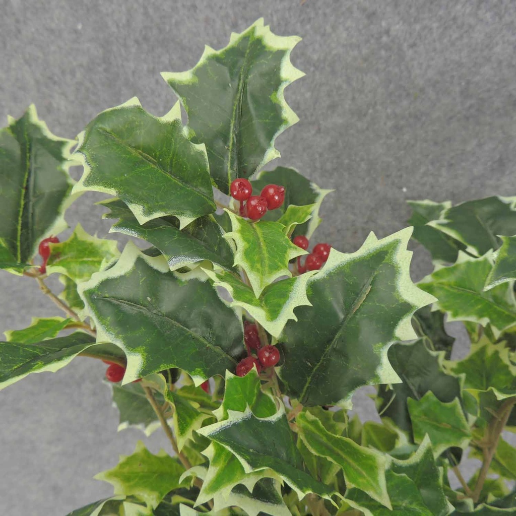 HOLLY BUSH 267 LVS OD BERRIES VARIGATED