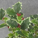 HOLLY BUSH 267 LVS OD BERRIES VARIGATED