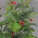 HOLLY BUSH 423 LVS OD BERRIES  GREEN