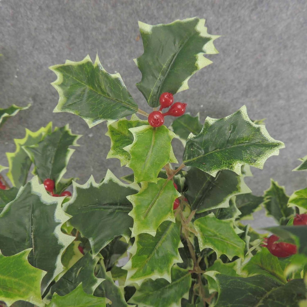 HOLLY BUSH 423 LVS OD BERRIES  VARIGATED