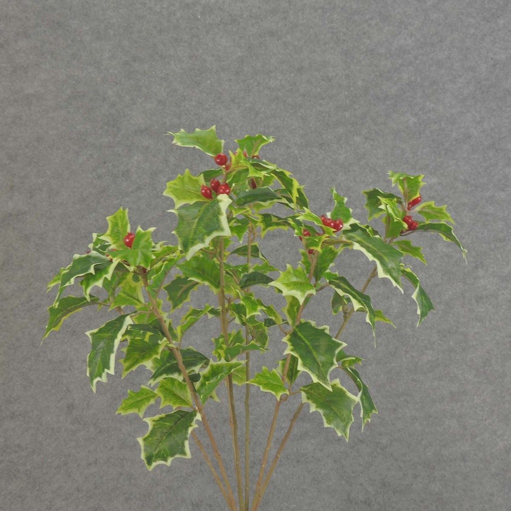 HOLLY BUSH X7 "WEATHERPROOF" VARIEGATED