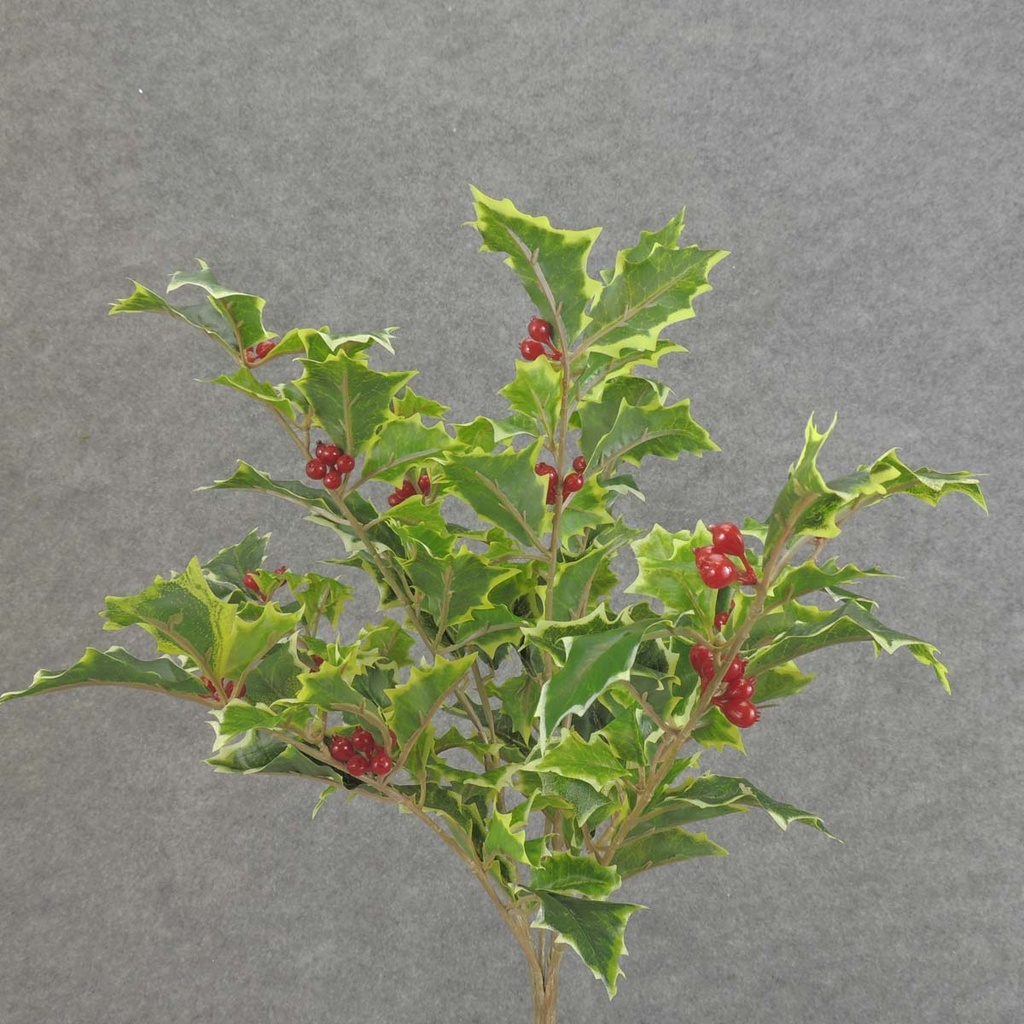 HOLLY BUSH X8 "WEATHERPROOF" VARIEGATED