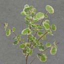 FOLIAGE MINI LEAF SPRAY 35" (STYLE C)
