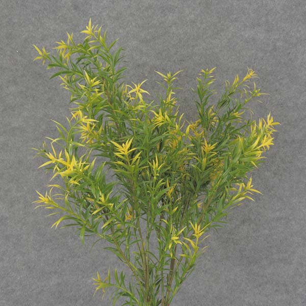 SPRINGERI GRASS SPRAY 31" 2/BDL  YELLOW