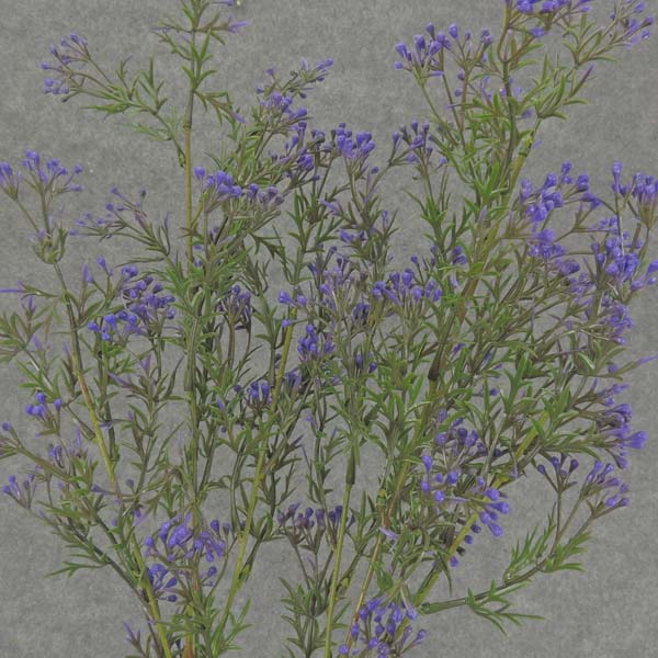 SEEDED GRASS SPRAY 30" PURPLE (2/BDL)