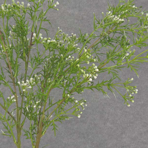 SEEDED GRASS SPRAY 30" (2/BDL)