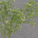 SEEDED GRASS SPRAY 30" (2/BDL)